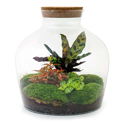 Kit terrarium diy - joy