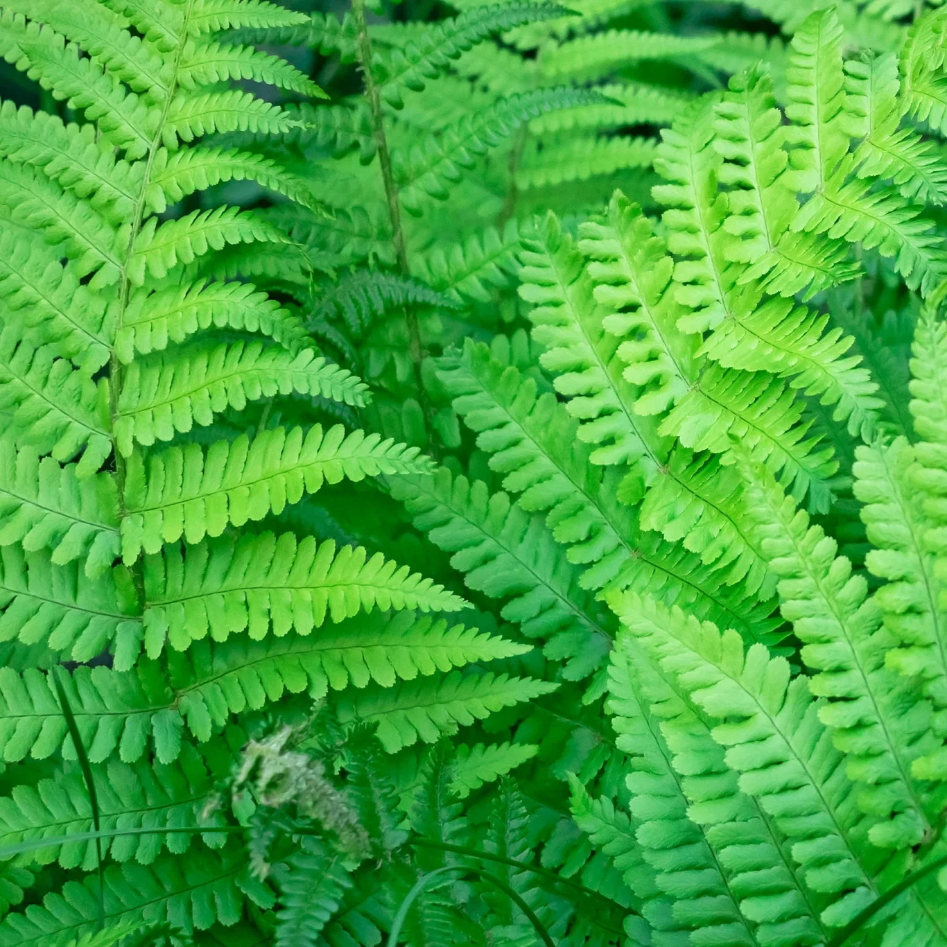 Dryopteris affinis Raggtelg Ø11 cm