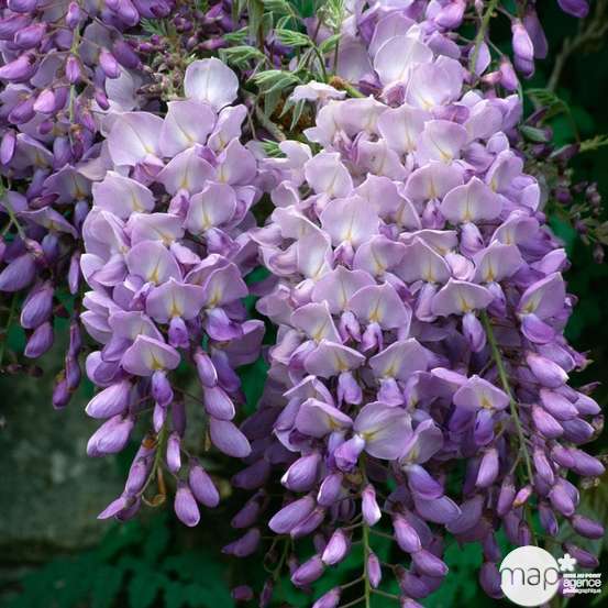 Wisteria sinensis, pot 1.5 litres