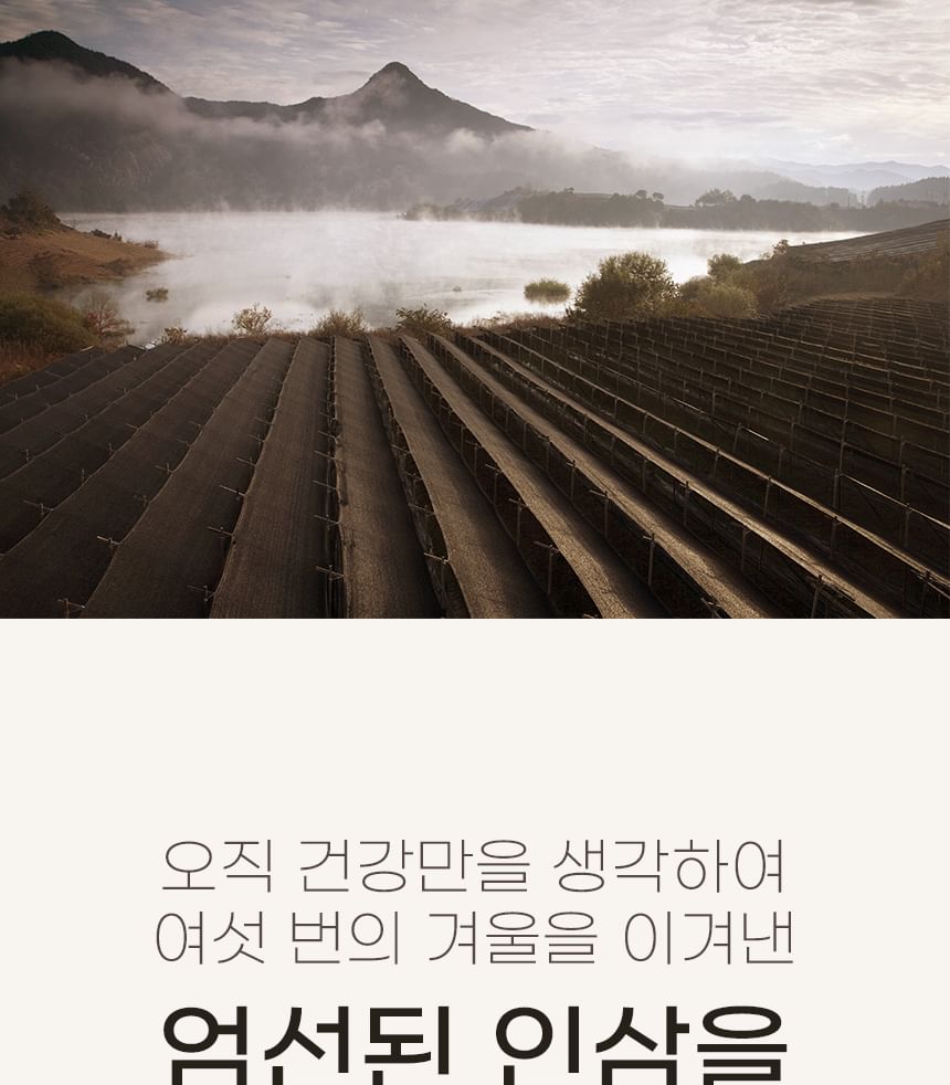 JUNGWONSAM - Koreaans rood ginseng-extract en Royal Jelly Stick