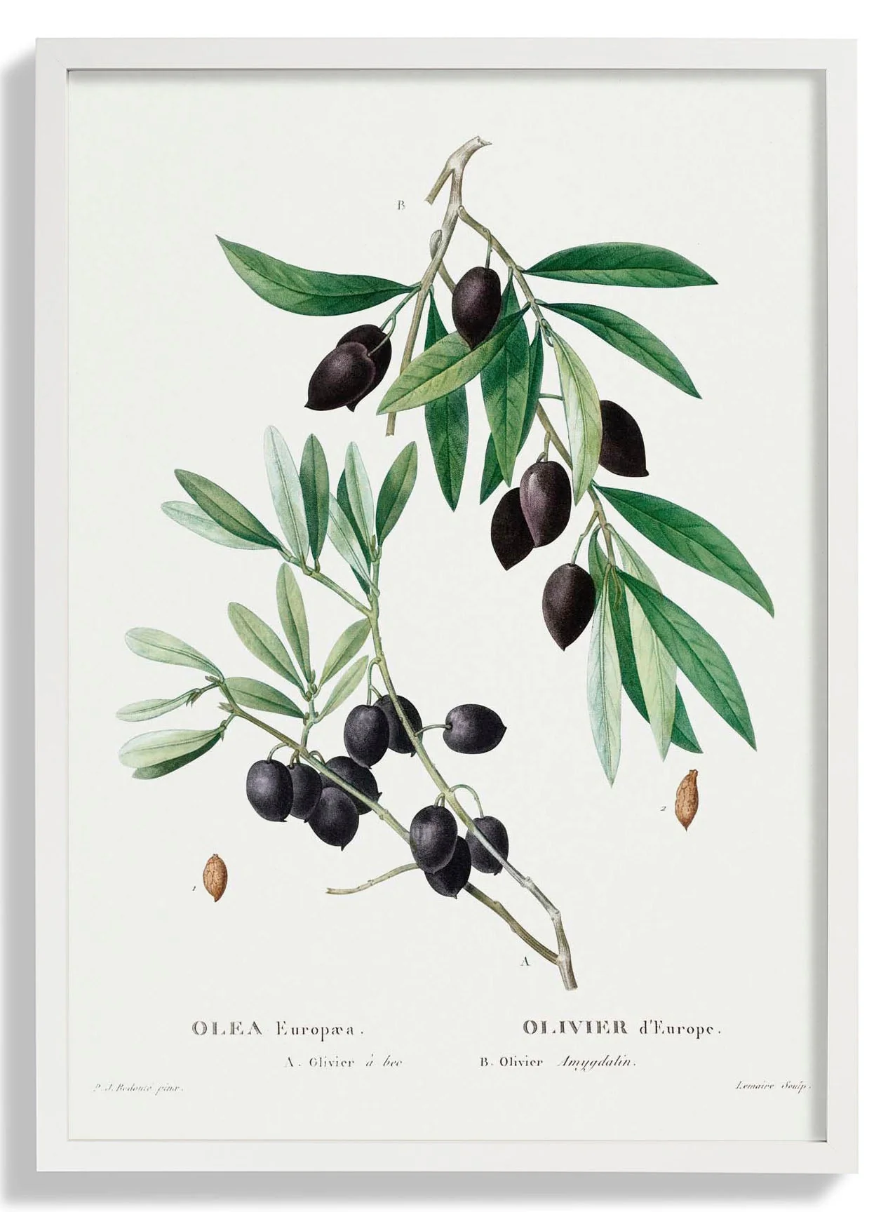 Olivenbaum