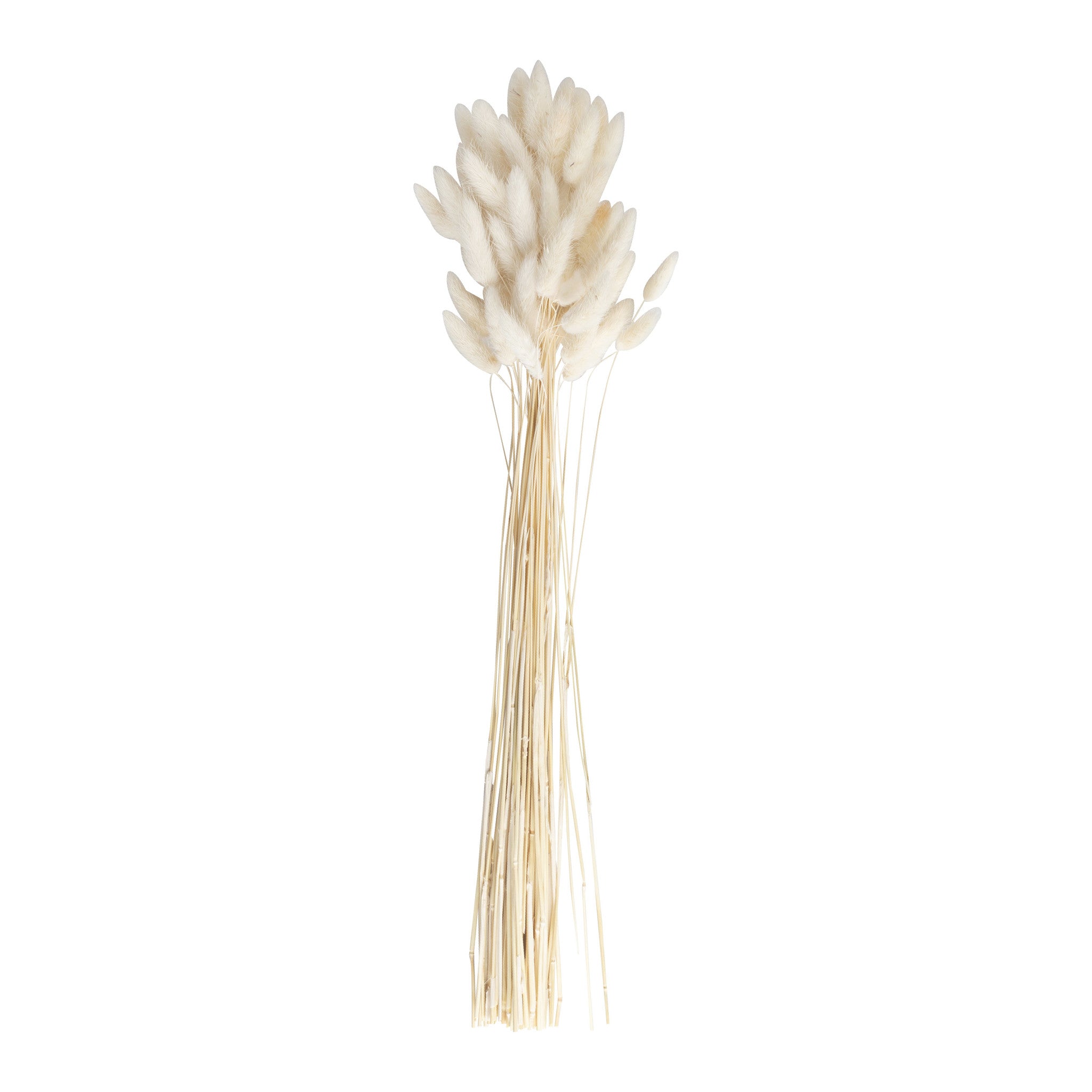 Beige Droogbloemen 65cm 20st