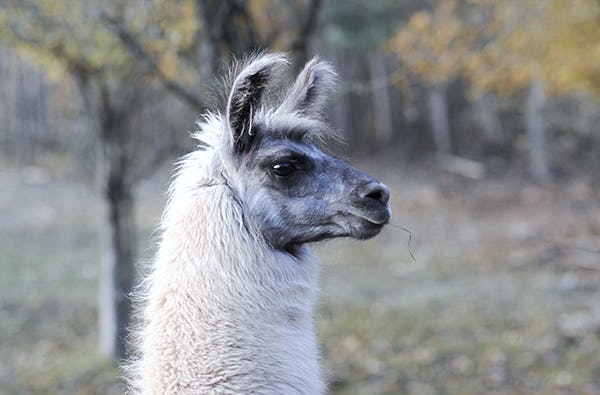 Lama Wanderung Retzstadt für 2
