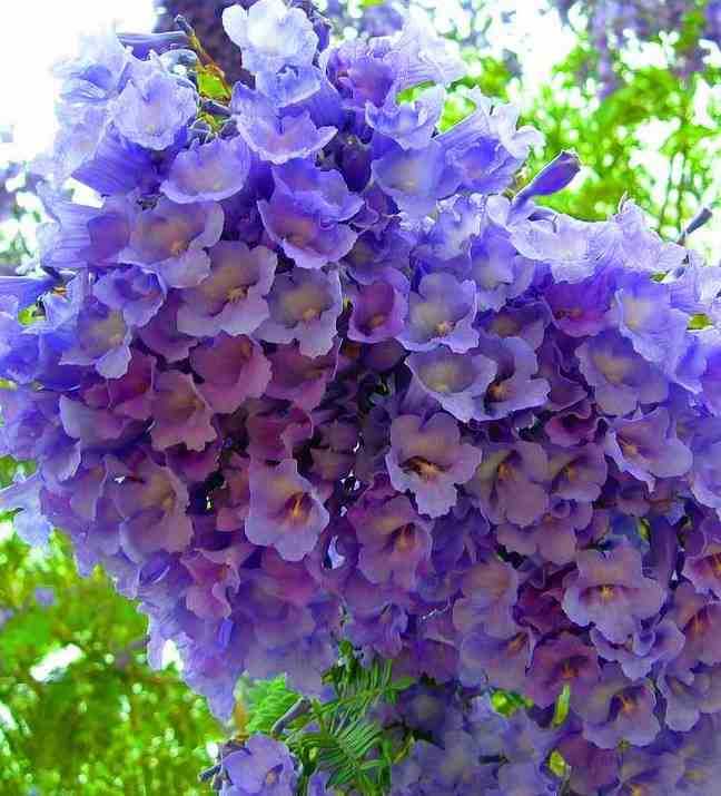 Jacaranda mimosifolia (flamboyant bleu) bleu - taille pot de 3 litres - 80/100 cm