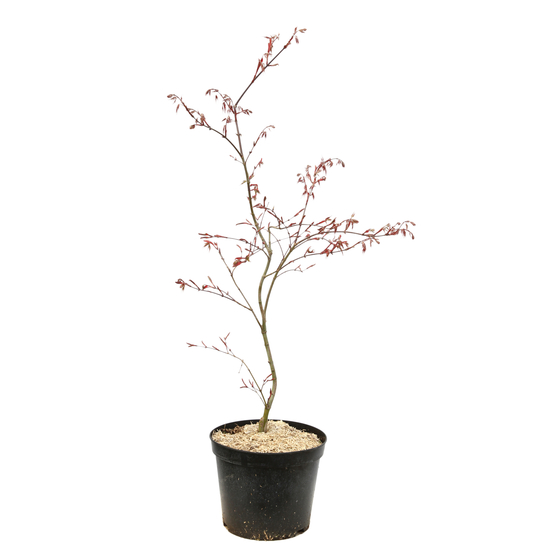 Acer palmatum dissectum 'Tamukeyama' C7L H60/80cm