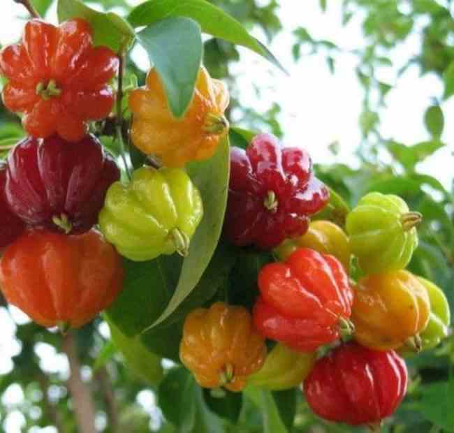 Eugenia uniflora (cerisier de cayenne, pitanga, cerisier carré de tahiti) taille pot de 7 litres ? 80/100 cm
