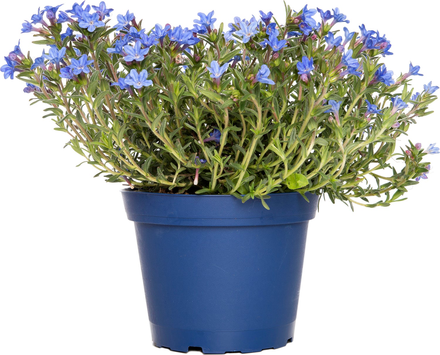 Parelzaad (Lithodora diffusa 'Heavenly Blue') D 9 H 15 cm