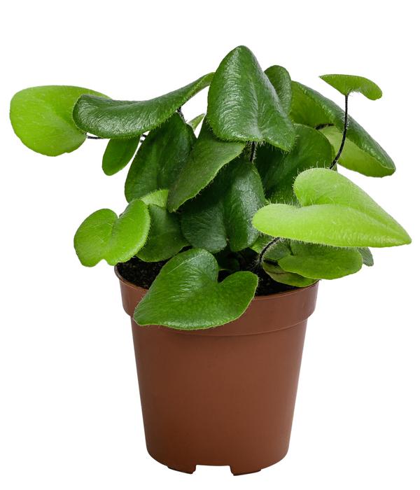 Herzfarn - Hemionitis arifolia