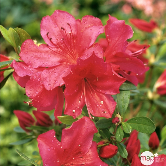 Azalea japonica 'Arabesk', 7.5 litres (rouge cerise)