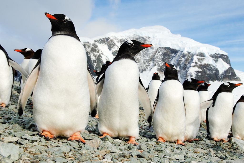 Expeditiecruise Antarctica per m/v Hondius Zie beschrijving