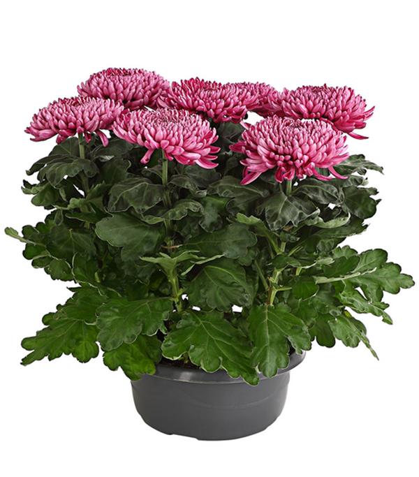 Deko-Chrysantheme, Schale, verschiedene Farben