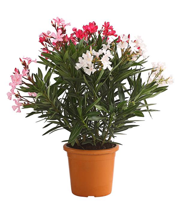Oleander-Trio