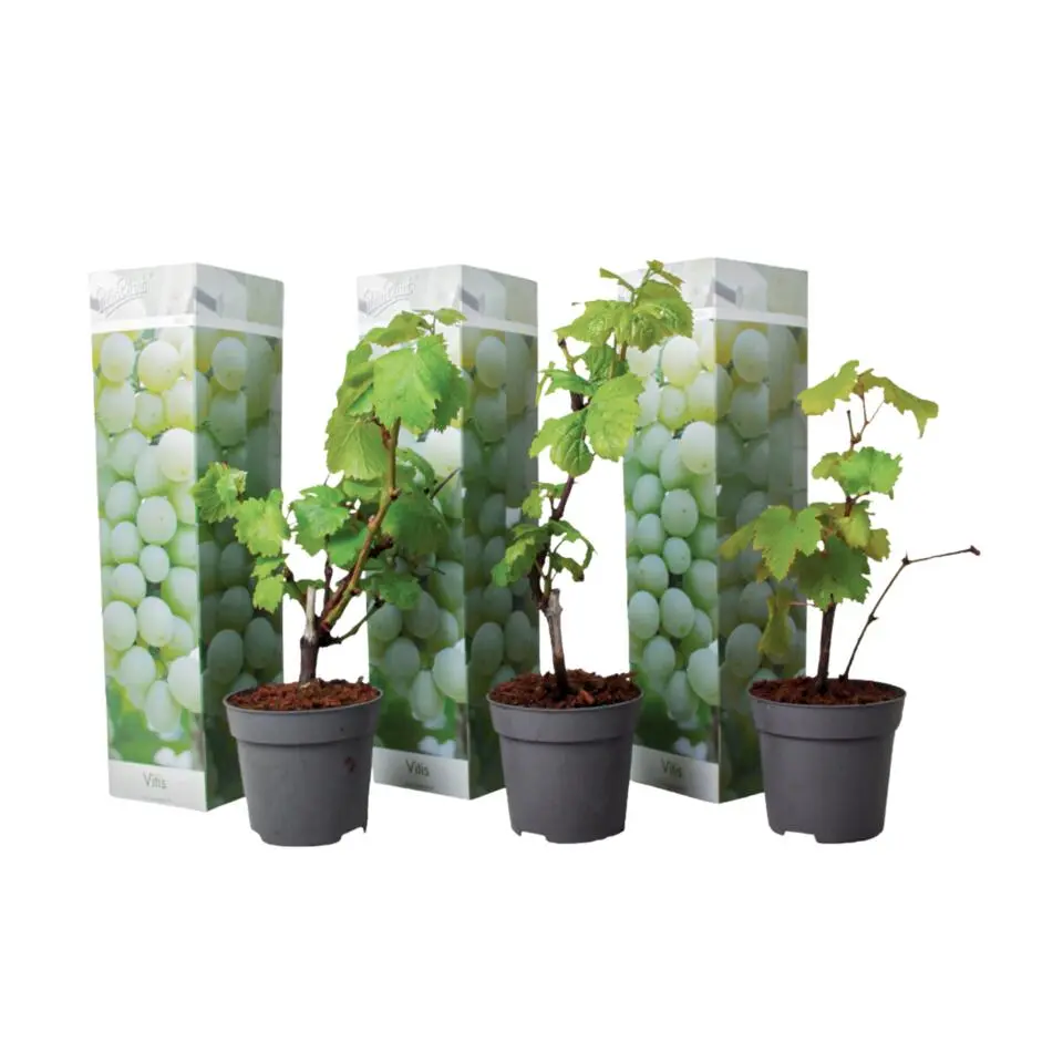 Druivenplant - Set van 3 - Vitis vinifera 'Chardonnay' - Hoogte 25-40cm - ⌀9cm
