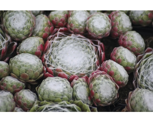 Sempervivum Mix FloraSelf Houseleek Ø 7 cm Pot 6 stuks