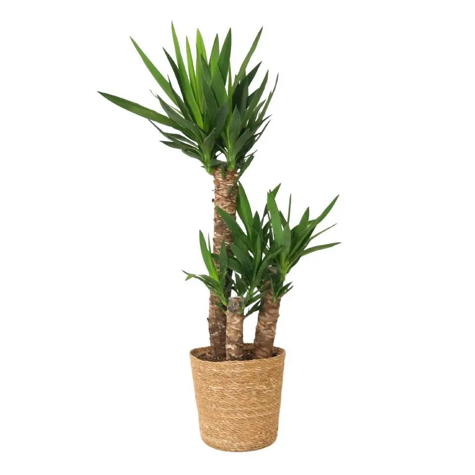 Palmlelie met mand - Yucca elephantipes - Hoogte 70-80cm - ⌀21cm