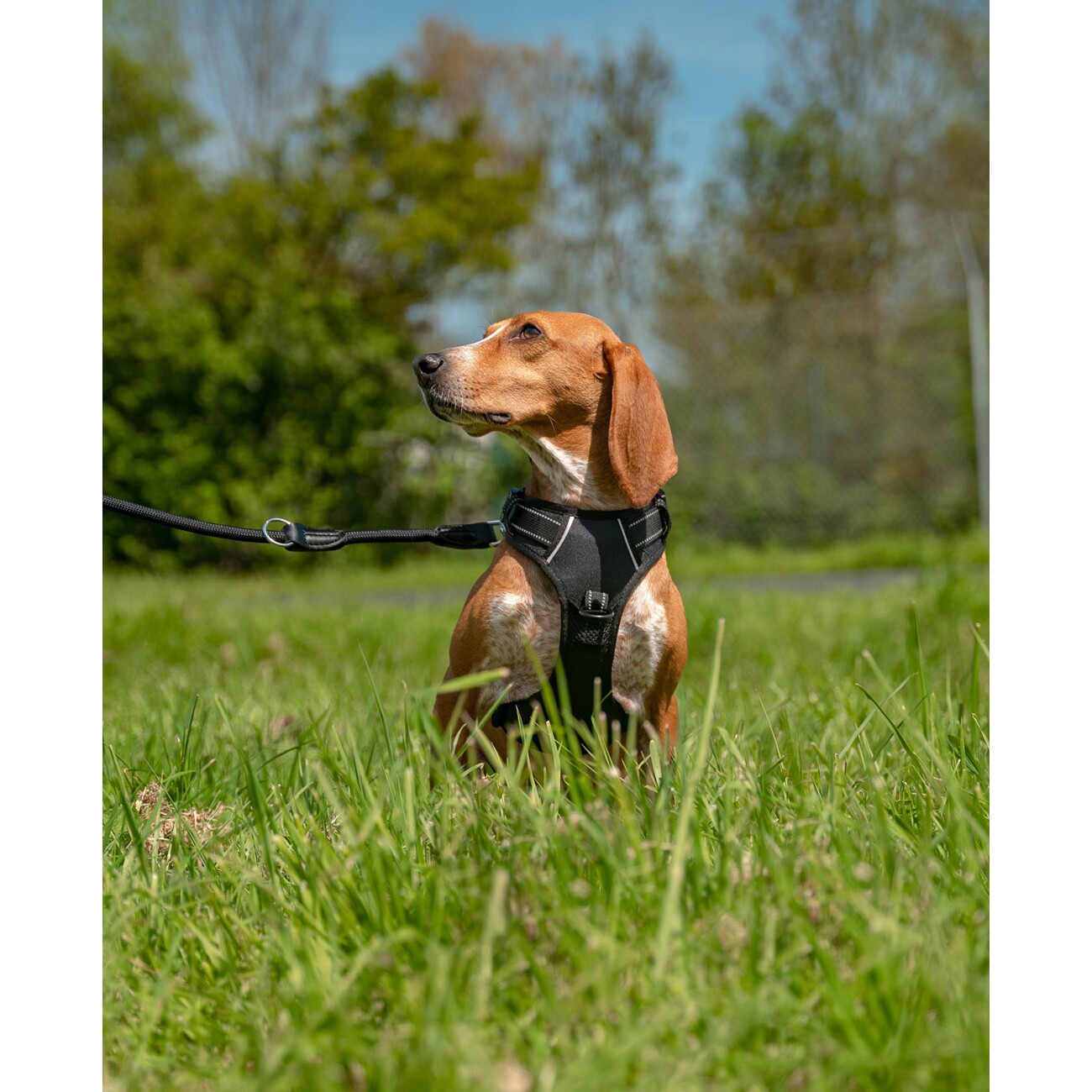 Lionto Hundegeschirr schwarz S