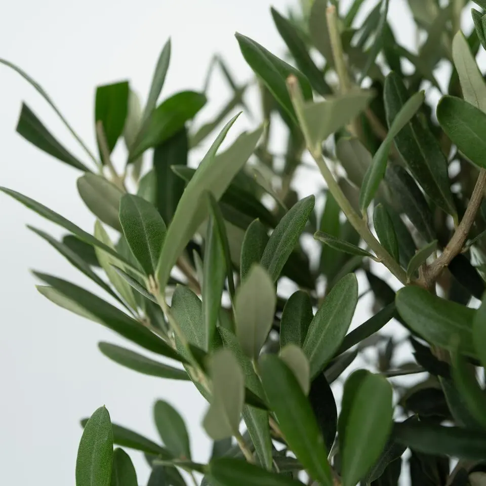 Olijfboom - Set van 2 - Olea europaea - Hoogte 50-60cm - ⌀14cm