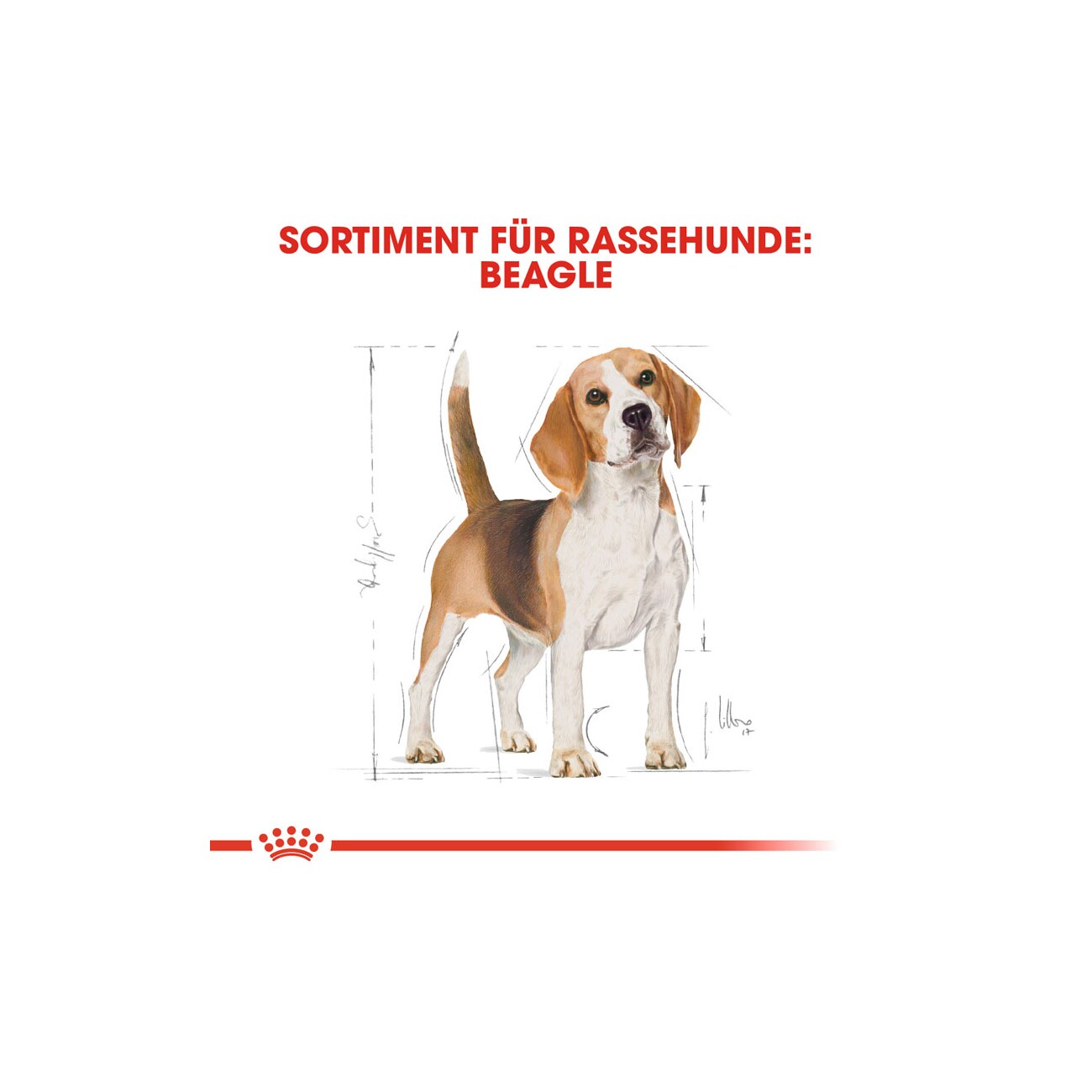 ROYAL CANIN Beagle Adult 3 kg