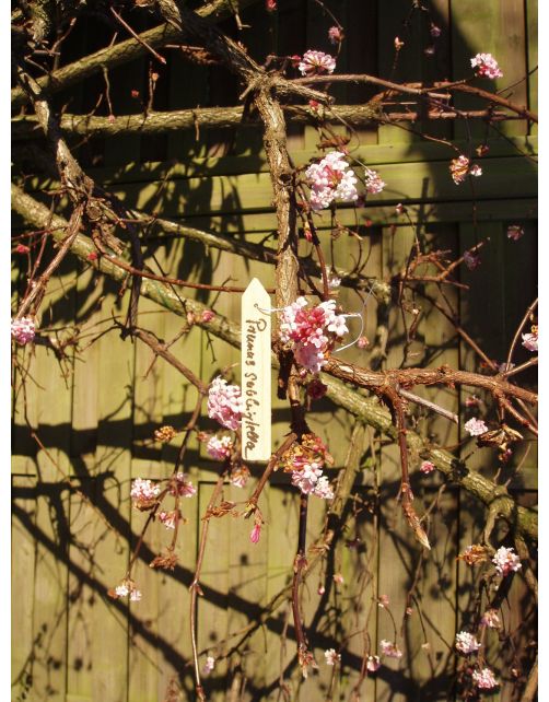 Nature Houten Plantenetiketten - Kweekbenodigdheden - 0.2x1.5x9.5 cm Naturel