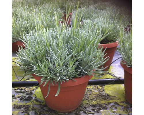Lavendel FloraSelf Lavandula angustifolia Ø 25 cm pot
