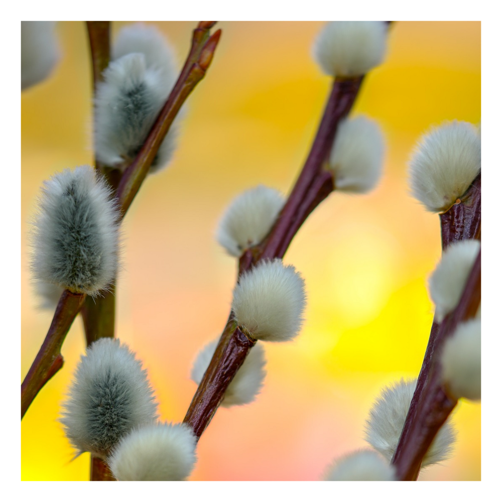 Saule marsault pleureur/salix caprea pendula[-]pot de 7,5l - tigette