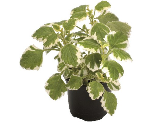 FloraSelf Wierook (Plectranthus fruticosus) pot Ø 10,5 cm, Moth King, ook effectief tegen voorraadmotten