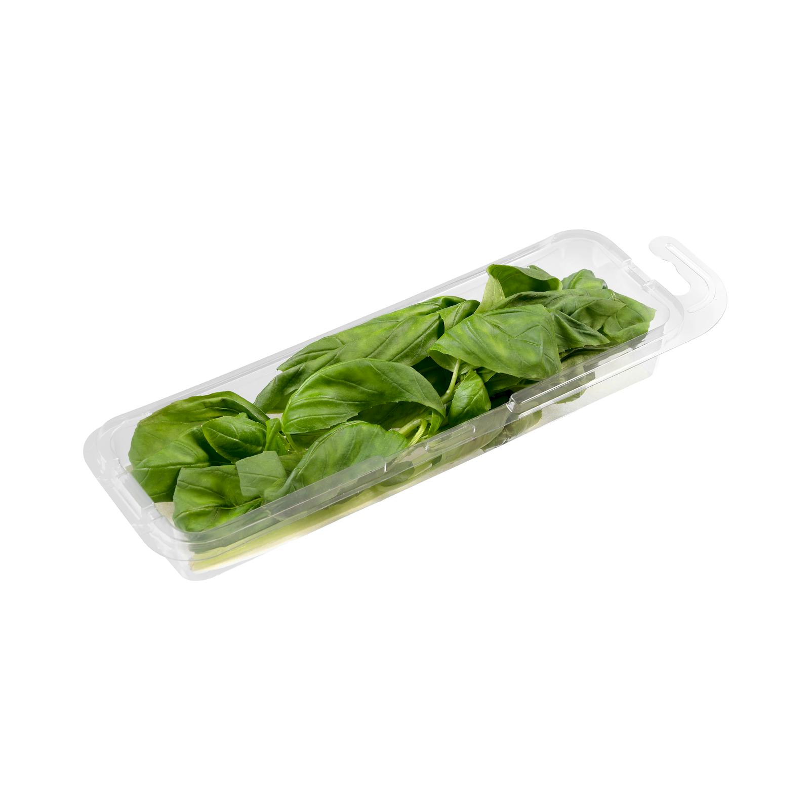 Basilic