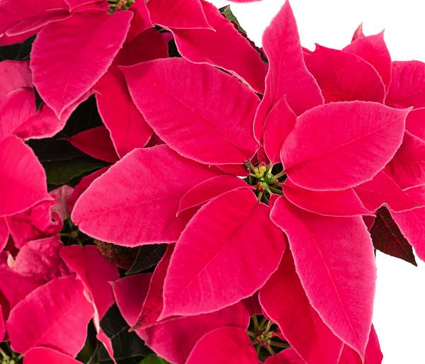 Weihnachtsstern - Euphorbia pulcherrima