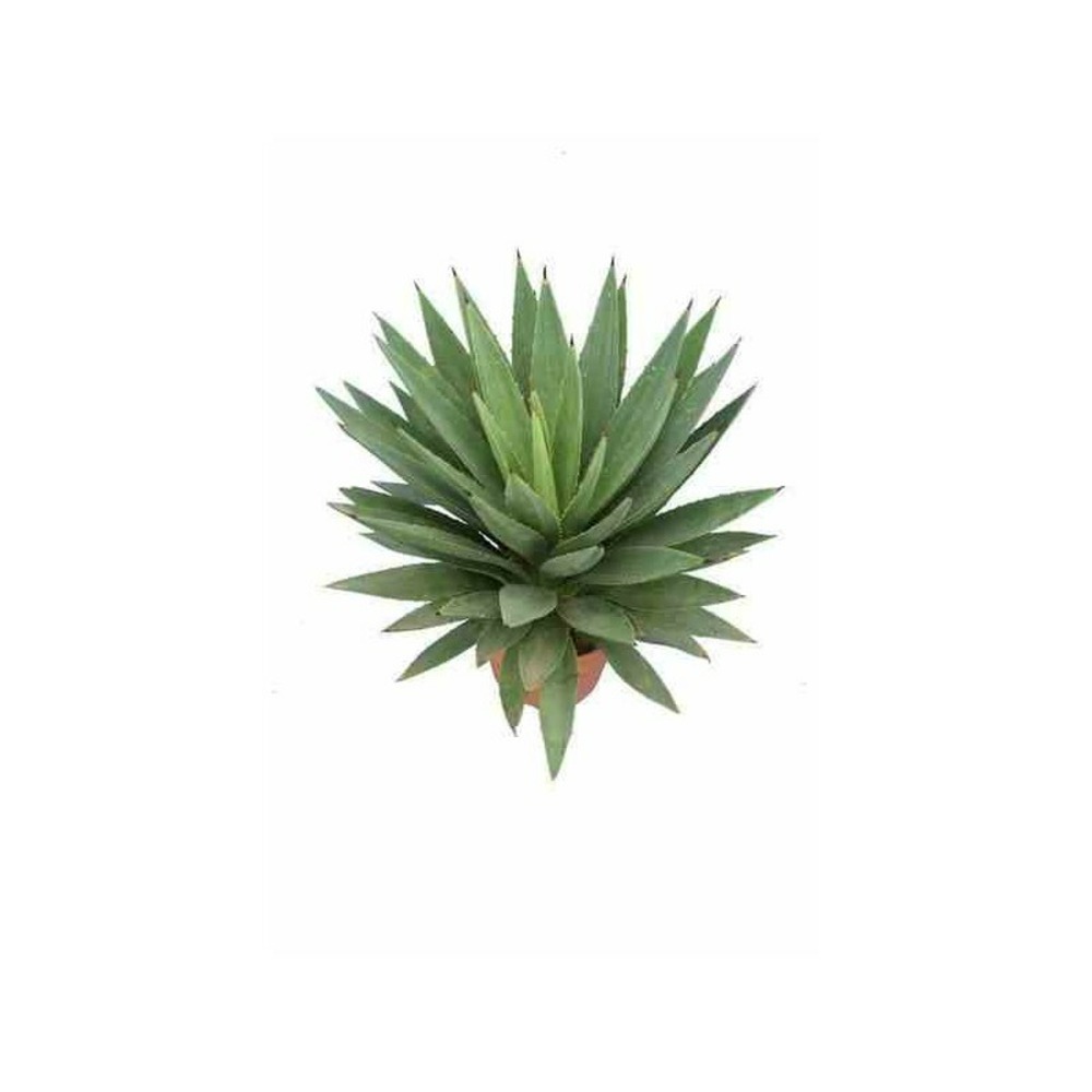 Agave augustifolia jaune - taille pot de 3 litres