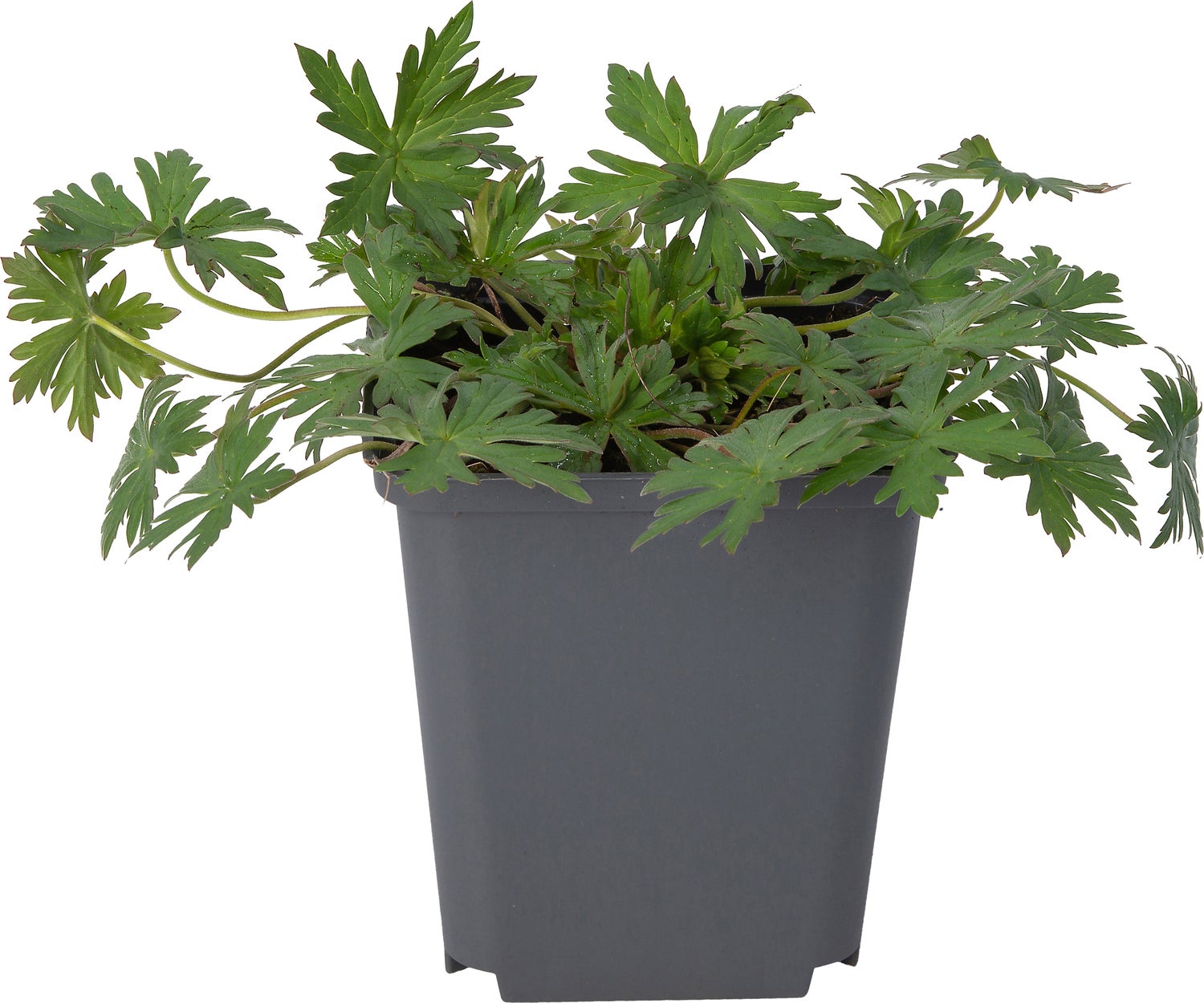 Ooievaarsbek (Geranium pratense) D 9 H 10 cm
