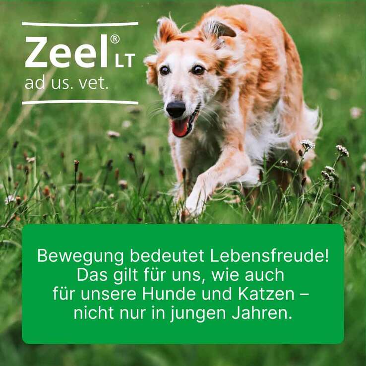 Zeel LT ad us. vet. Tabletten, 100 St