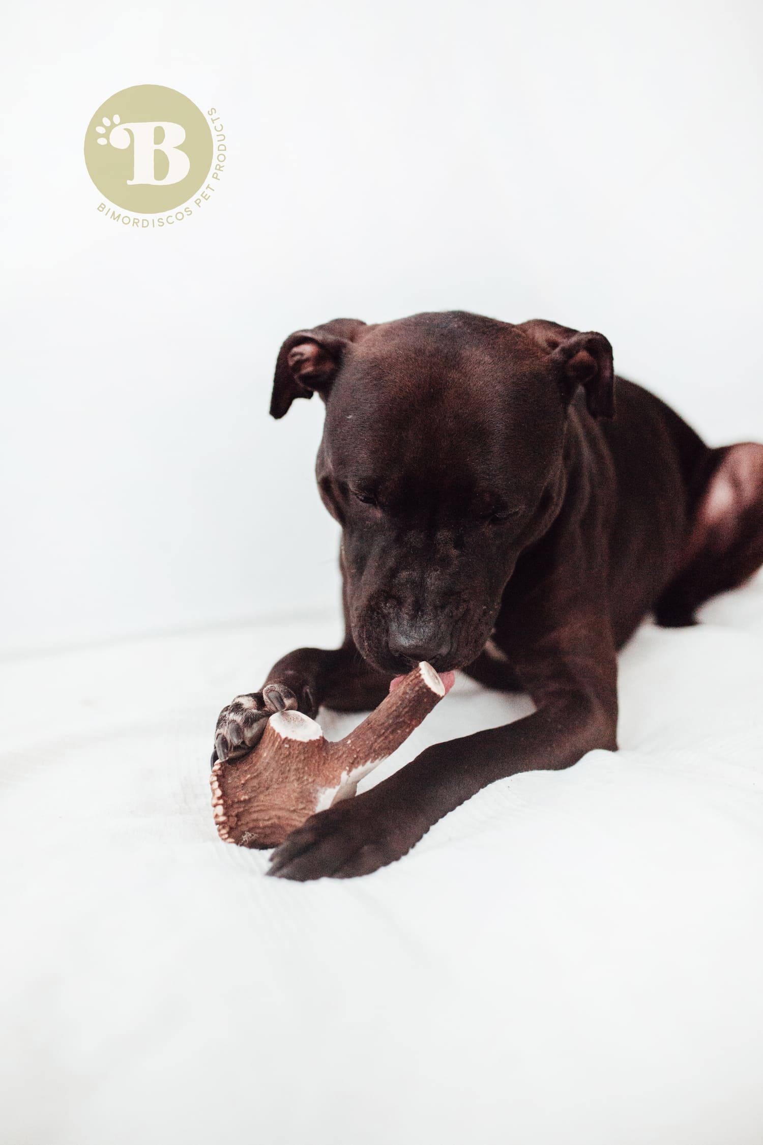 Chifre de veado BIMORDISCOs para cães