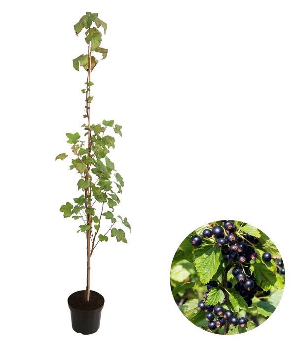 Schwarze Säulenjohannisbeere