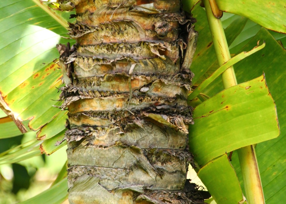 Kit cadeau - arbre du voyageur - 8 graines - ravenala madagascariensis