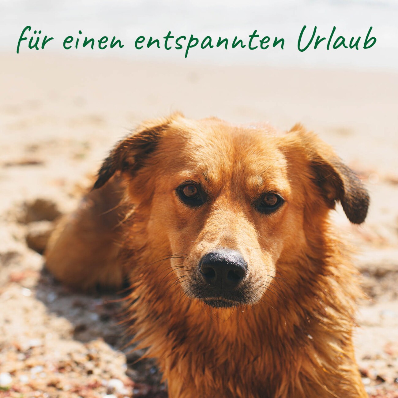 cdVet Notfall-Set für unterwegs
