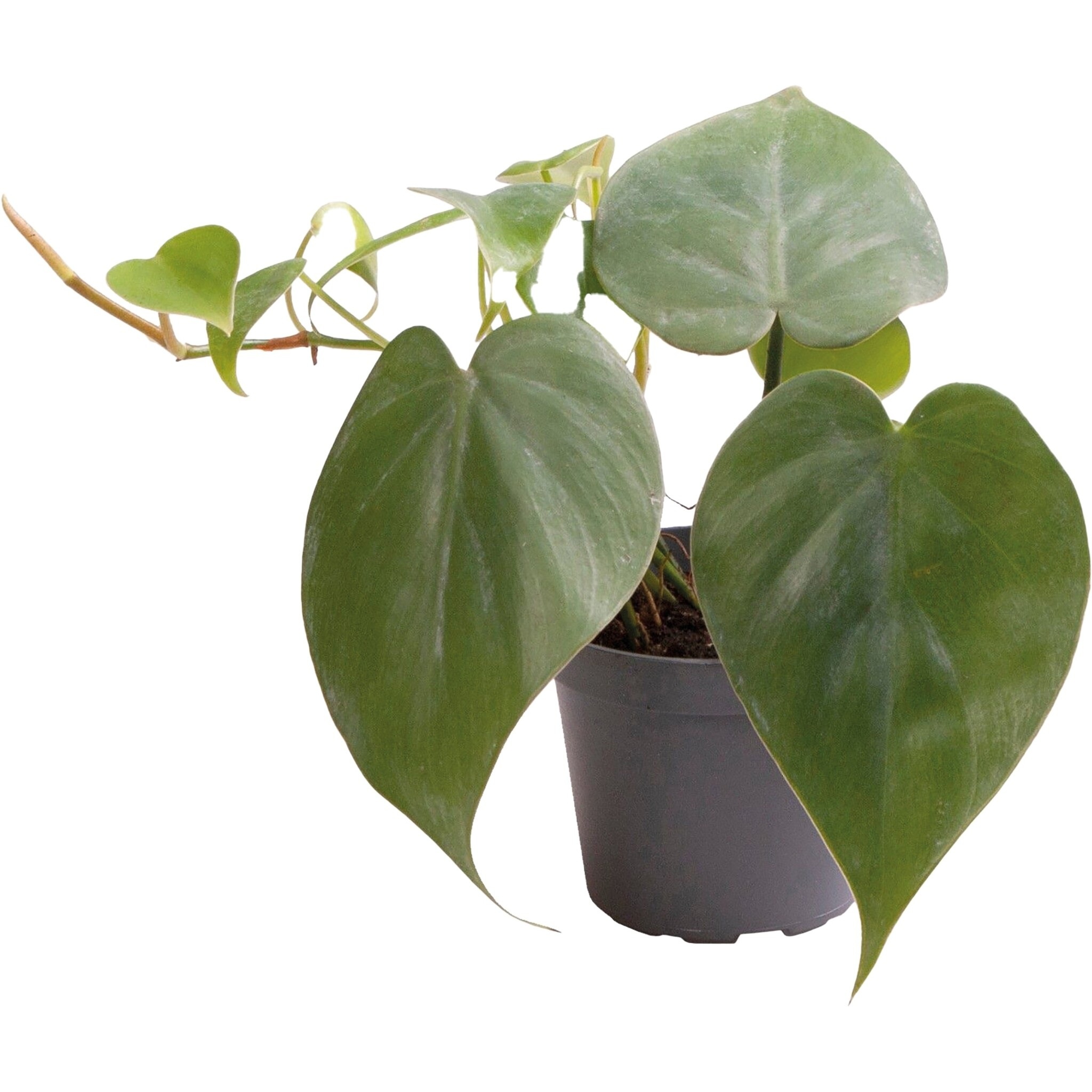 Terraplant Philodendron Scandens