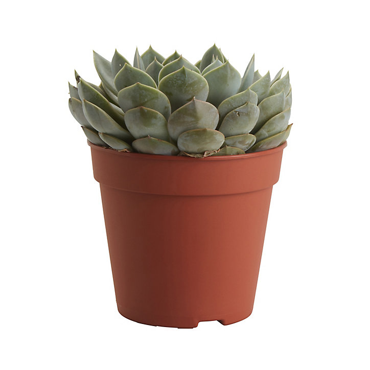 Echeveria « Grande Cinza » 12cm