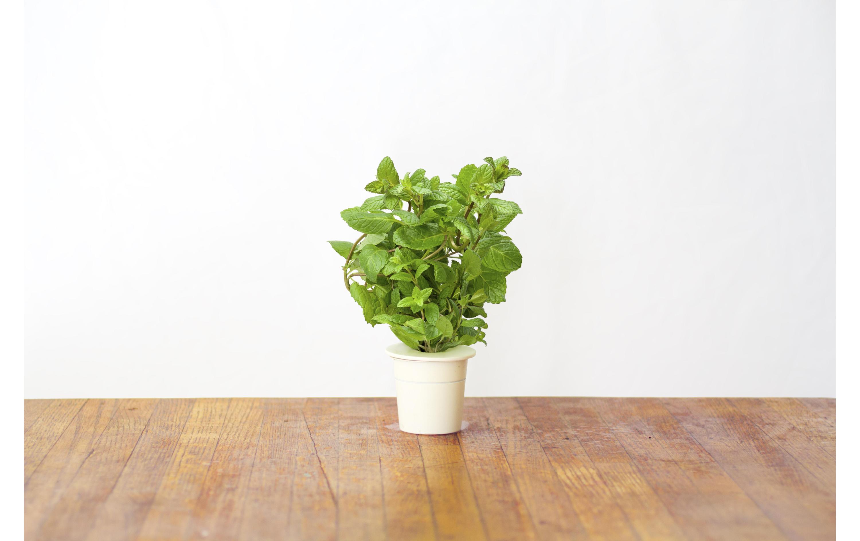 Samen PfefferminzeNachfüllpackung zum Smart Herb Garden