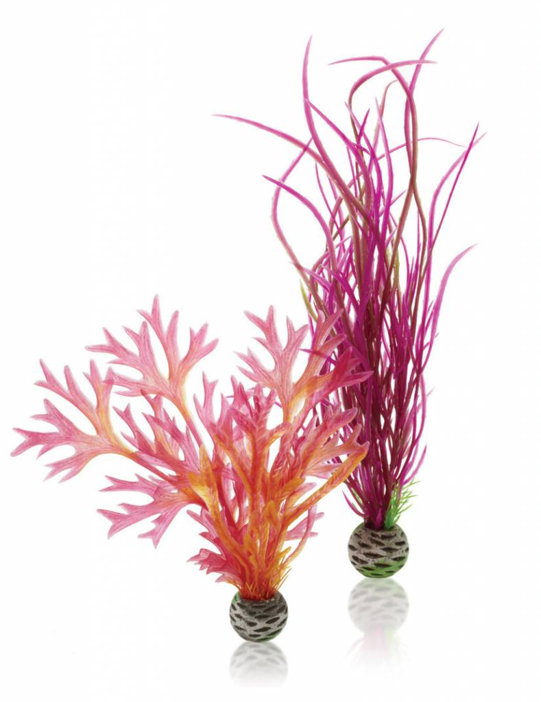 biOrb Easy plant 2x medium red/pink