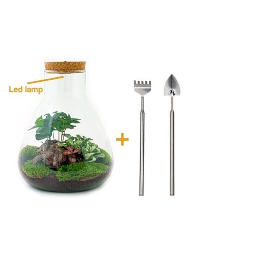 Kit terrarium diy - samos