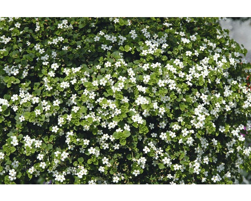 Sneeuwvlokbloem FloraSelf Sutera (Bacopa) cordata Ø 10,5 cm pot wit
