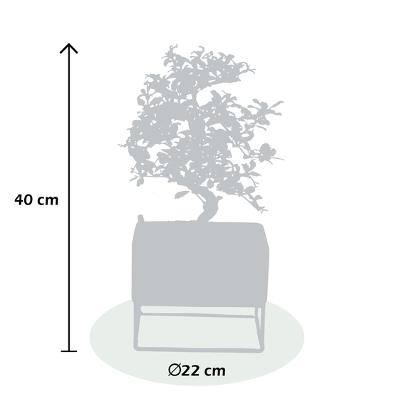 Bonsai Zelkova en céramique blanche/cadre métal