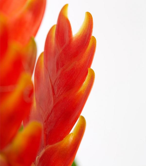 Vriesea - Bromelia cultivars, verschiedene