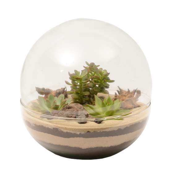 Terrarium Globo, succulentes