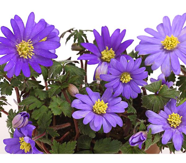 Frühlings-Anemone - Strahlen-Anemone, blau