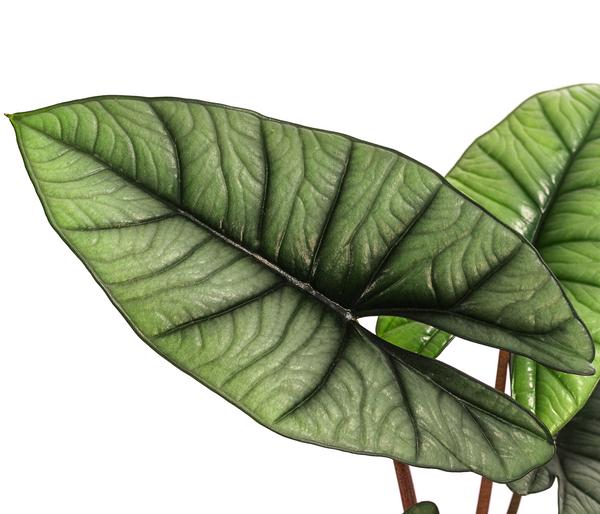 Pfeilblatt - Alocasia 'Platinum'