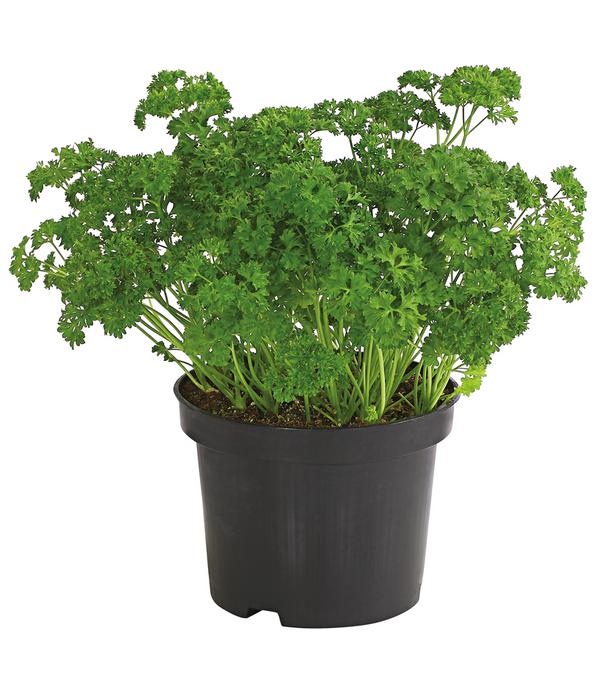 Petersilie 'Mooskrause'