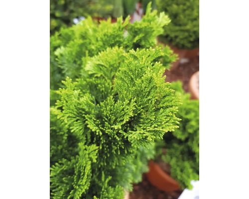 Kleine mosselcipres FloraSelf Chamaecyparis obtusa 'Nana Gracilis' H 15-20 cm Co 2 L