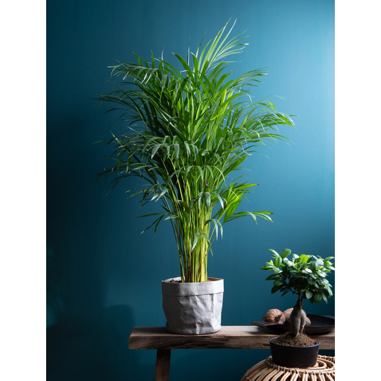 Palmier, Areca Dypsis - pot D.21 cm
