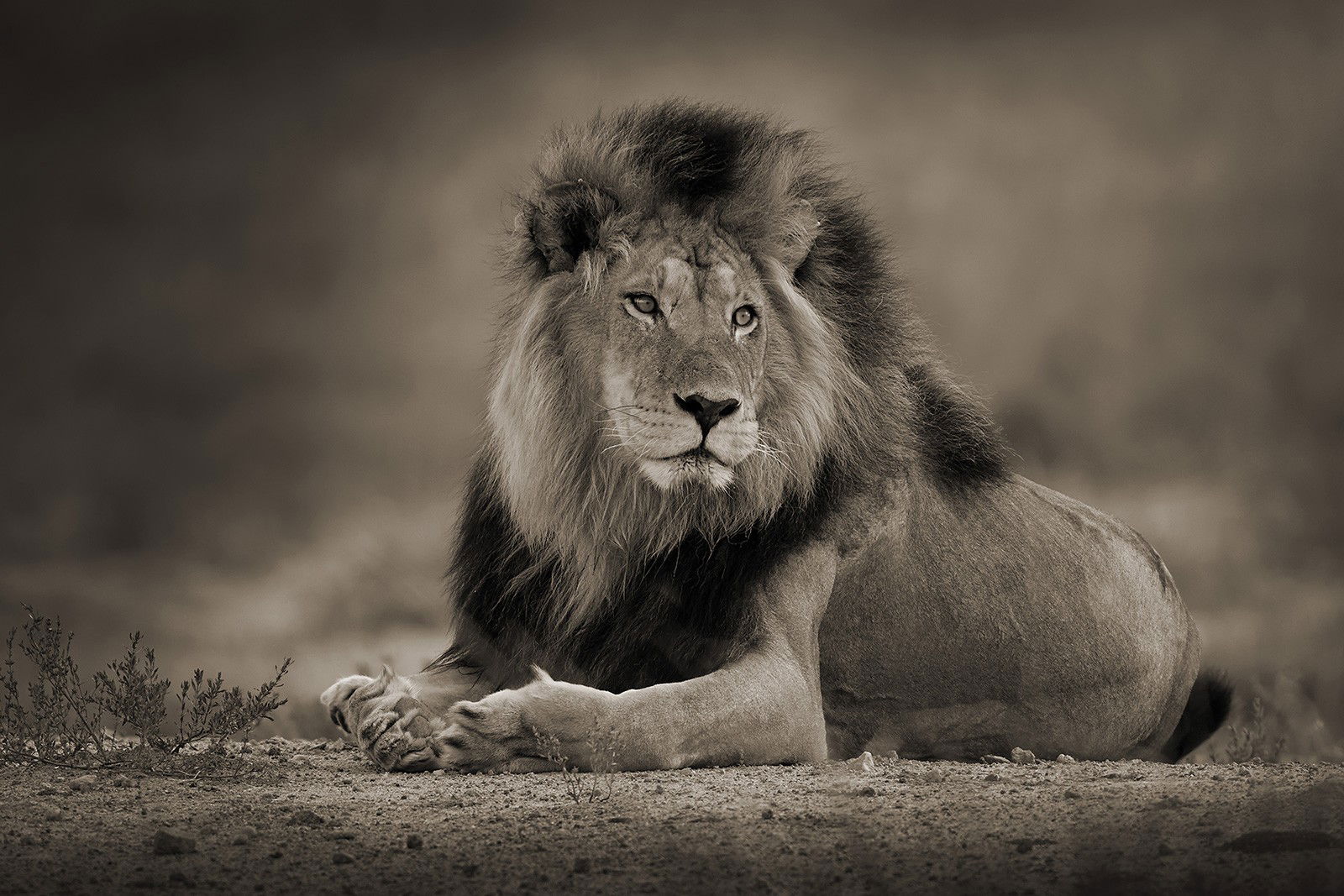 Relaxed Male Lion by Horst Klemm - Limited Edition. Edition of: 150. Signed.